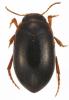 Hydroporus necopinatus robertorum